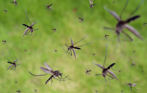 Mosquito Invasion!